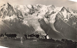 Delcampe - [-15%] SUISSE - La Praz - Le Massif Du Mont Blanc Vu De Plan Praz -Troupeau De Chèvres - Carte Postale Ancienne - La Praz