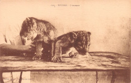 Delcampe - MALI Ex Soudan Français Jeunes Lionceaux édition Lauroy Timbre De Guinée Au Dos (Scan R/V) N° 41 \MP7169 - Mali