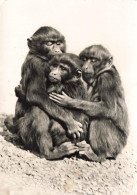 Delcampe - [-10%] SUISSE - Zurich - Zoologischer Garten - Jardin Zoologique - Singes - Faunes - Animaux - Carte Postale Ancienne - Zürich