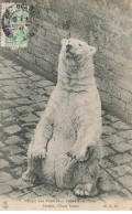 Delcampe - OURS #MK52847 JARDIN DES PLANTES MARTIN L OURS BLANC DANS LA FOSSE ZOO - Beren