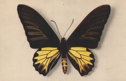 Delcampe - PAPILIO AECUS KAGUYA  ( Formose ) - Butterflies