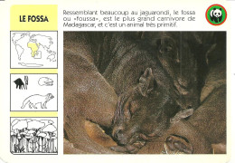 Delcampe - FICHE L'UNIVERS DES ANIMAUX WWF / LE FOSSA - Dieren