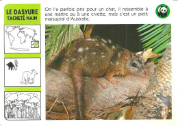 Delcampe - FICHE L'UNIVERS DES ANIMAUX WWF / LE DASYURE TACHETE NAIN - Dieren