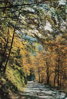 Delcampe - [-10%] PHOTOGRAPHIE - Forêt En Automne - Route - Ombre - Colline - Paysage - Nature - CAP - Carte Postale - Fotografie