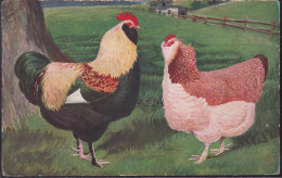 Delcampe - * Lachshühner Faverolles - Pájaros