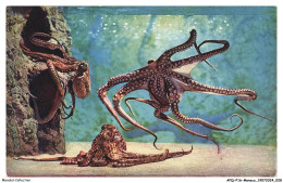 Delcampe - APQP16-0920-MONACO - AQUARIUM DE MONACO - Octopus Vulgaris - Oceanographic Museum