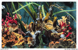 Delcampe - ARLP8-0507-MONACO - Aquarium De Monaco - Hippocampus Guttulatus - Oceanographic Museum