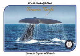 Delcampe - TARIFA Turmares Vision Submarina Cachalote Cadiz  (scan R/V) N° 13 \ POO2110 - Cádiz