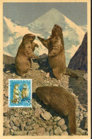 Delcampe - X9936 Switzerland, Maximum Card  1965 Pro Juventute, Murmeltiere,marmots, Marmottes Vintage Card - Maximumkarten (MC)