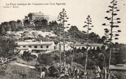 Delcampe - Porquerolles - - Porquerolles