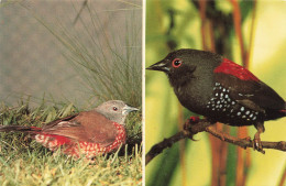 Delcampe - [-10%] ALLEMAGNE - Walsrode - Vogelpark - Brauner Tropfenastrild - Dybowskis Tropfenastrild - Oiseau - Animaux - Carte P - Walsrode
