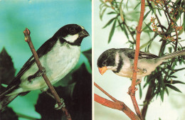 Delcampe - [-10%] ALLEMAGNE - Walsrode - Vogelpark - Weißstirnpfäffchen -  Weißkehlpfäffchen - Moineau - Oiseau - Animaux - Carte P - Walsrode