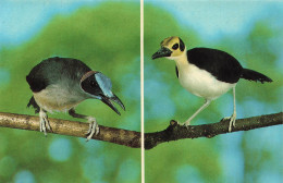 Delcampe - [-10%] ALLEMAGNE - Walsrode - Vogelpark - Blaustirn - Stelzenkrähe - Weisshals - Stelzenkrähe - Oiseau - Animal - Carte - Walsrode