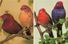 Delcampe - [-10%] ALLEMAGNE - Walsrode - Vogelpark - Granatastrild - Veilchenastrild - Amarante Sénégal - Oiseau - Animaux - Carte - Walsrode