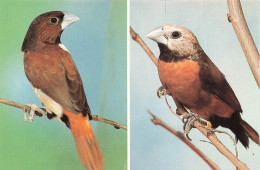 Delcampe - [-10%] ALLEMAGNE - Walsrode - Vogelpark - Fünffarbennonne - Weißscheitelnonne - Capucins - Oiseau - Animaux - Carte Post - Walsrode