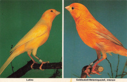 Delcampe - [-10%] ALLEMAGNE - Walsrode - Vogelpark - Lutino - Goldisabell-Melaninpastell - Canaris - Oiseau - Animaux - Carte Posta - Walsrode