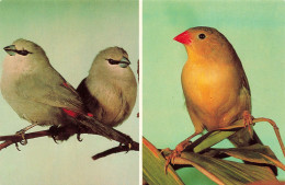 Delcampe - [-10%] ALLEMAGNE - Walsrode - Vogelpark - Schwarzschwanz Schönbürzel - Sumpfastrild - Oiseau - Animaux - Carte Postale - Walsrode