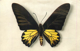 Delcampe - THEME ANIMAUX - PAPILLON - Insecten