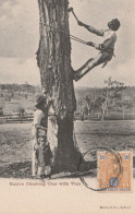 Delcampe - Cartolina    /  Postcard /  Non   Viaggiata  /   Native Climbing Tree With Vine - Aborigines