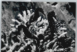 Delcampe - 50440873 - Stralsund - Stralsund