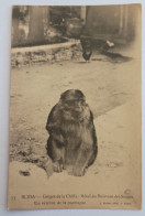 Delcampe - Argelie BLIDA Georges De La Chiffa - Hotel Du Ruisseau Des Singes - Un Vétéran De La Montagne - Blida