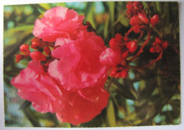 Delcampe - FLEURS - Oléander - Fiori