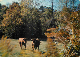 Delcampe - Animaux - Vaches - Limousin - Au Paturage - CPM - Voir Scans Recto-Verso - Kühe