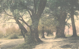 Delcampe - Estonia Or May Be Latvia:Unknown Park View, Card Is Sent From Tartu (Dorpat), Pre 1911 - Estland