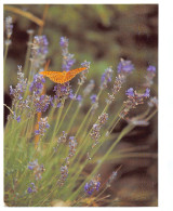 Delcampe - 48-PAYS D OC-N°TB3605-C/0025 - Sonstige & Ohne Zuordnung