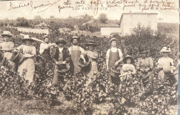 Delcampe - Les Vendanges - Vines