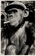 Delcampe - CPA Schimpanse Mit Zigarette Im Maul, Zoo - Other & Unclassified