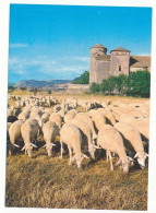Delcampe - CPSM / CPM 10.5 X 15 Aveyron ROQUEFORT Troupeau De Brebis à L'origine Du Fromage   Château - Roquefort