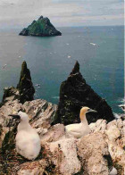 Delcampe - Irlande - Kerry - Gannets And The Skellig Rocks - Cormorans - Oiseaux - CPM - Voir Scans Recto-Verso - Kerry