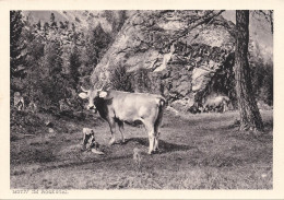 Delcampe - ANIMAL - Vache - Motiv Im Rosegtal - Brunner & Co AG - Heimat - CPA - Kühe