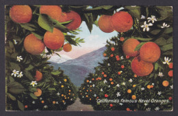 Delcampe - Postcard, United States, California's Famous Navel Oranges - Landbouw