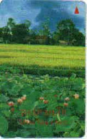 Delcampe - VIETNAM : UP05A 60 THAP MUOI (water Lilies) ( Batch: 5UPVA027006) USED - Vietnam