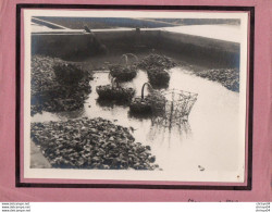 Delcampe - 5V5Hy   17 Marennes Photo Originale (23cm X 17.5cm) En 1940 élevage D'huitres - Marennes