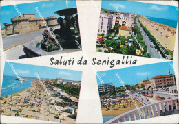 Delcampe - At488 Cartolina  Saluti Da Senigallia Provincia Di Ancona - Ancona