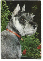 Delcampe - " ZIVERGFCHNAUZER ".- PERRO / DOG - Dogs