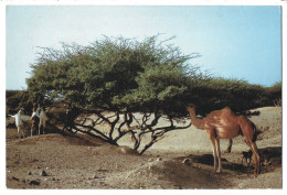 Delcampe - Djibouti   - Dromadaire Et Cabris - Djibouti