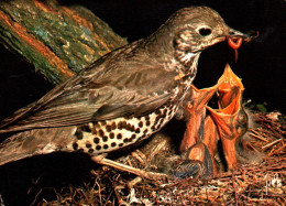 Delcampe - 23595  GRIVE  DRAINE  Nourrissant Ses Petits    ( 2 Scans) Oiseaux - Vogels