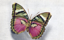 Delcampe - PAPILLONS SERIE DE 12 CARTES TOUTES SCANNEES RECTO VERSO COMITE NATIONA LDE L ENFANCE - Butterflies