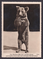 Delcampe - Vintage Postcard GERMANY, The Berlin Bear - Beren