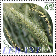 Delcampe - 2025.06.17. Crop Plants - Triticale - MNH - Unused Stamps