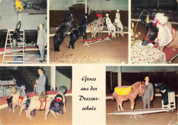 Delcampe - Zoo Gardin Zoologique-- Carl Hagenbecks Tierpark Hamburg Stellingen Dressur Schu - Other & Unclassified