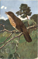 Delcampe - Vogel - Vogels