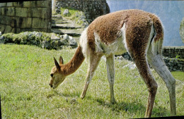 Delcampe - CPA Vigogne Perou - Other & Unclassified