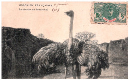 Delcampe - COTE D'IVOIRE  L' Autruche De BONDOUKOU - Ivoorkust