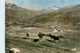 Delcampe - ANDORRE *  PAS DE LA CASA  Bovins  (CPSM 10x15cm)    RL18,0642 - Andorra