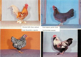 Delcampe - Animaux - Oiseaux - Poules - CPM - Voir Scans Recto-Verso - Vogels
